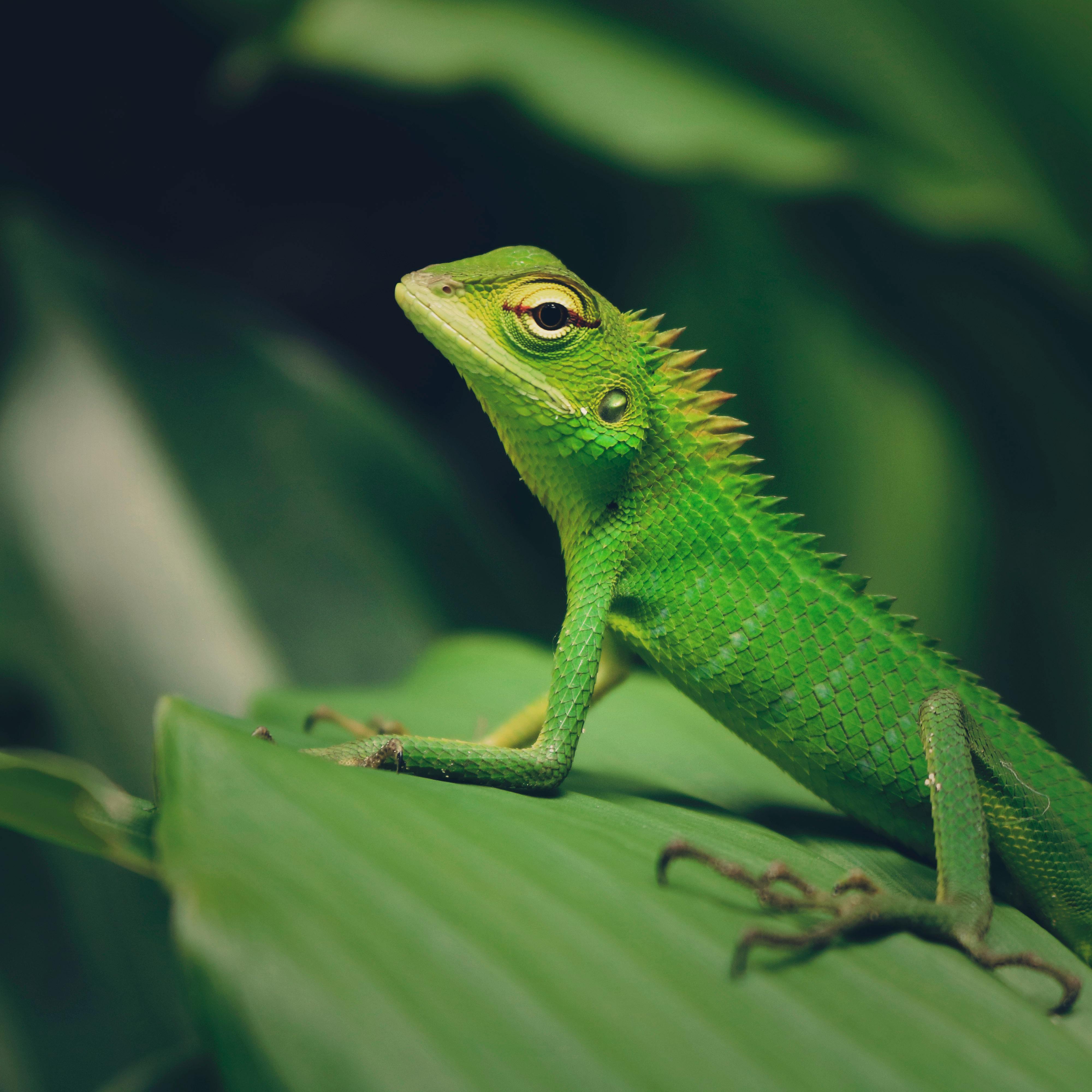 A close-up of a green lizard perched on a green leaf, surrounded by blurred foliage.